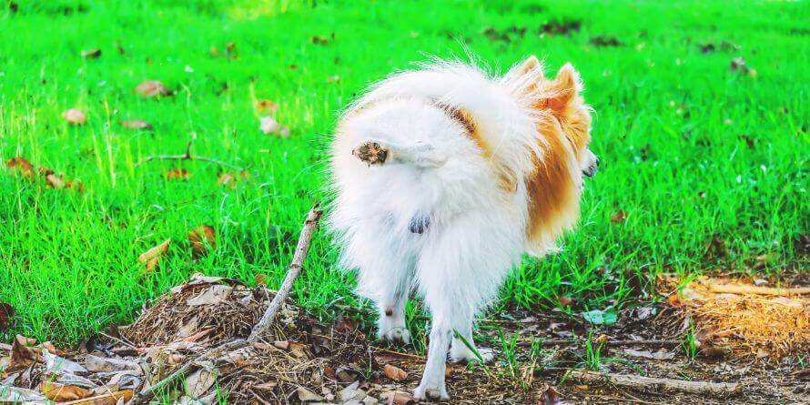 dog peeing