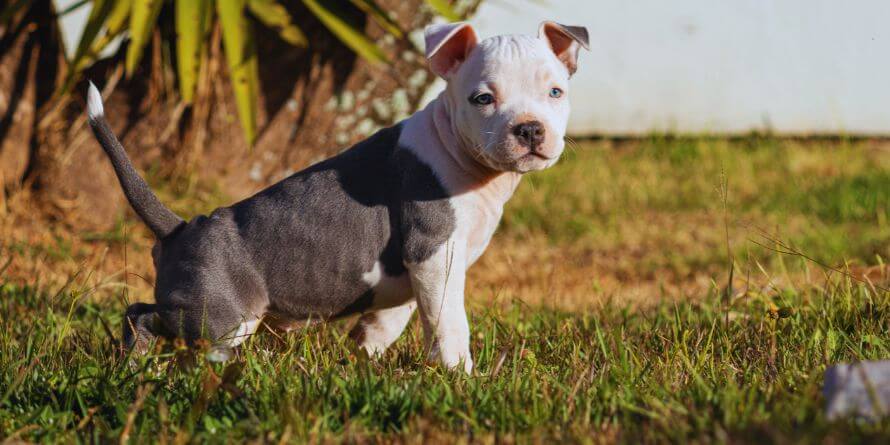 dog peeing on the field