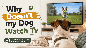 Why doesn't my dog watch tv