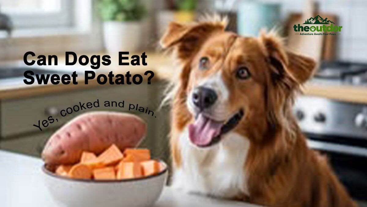 can dog eat sweet potato