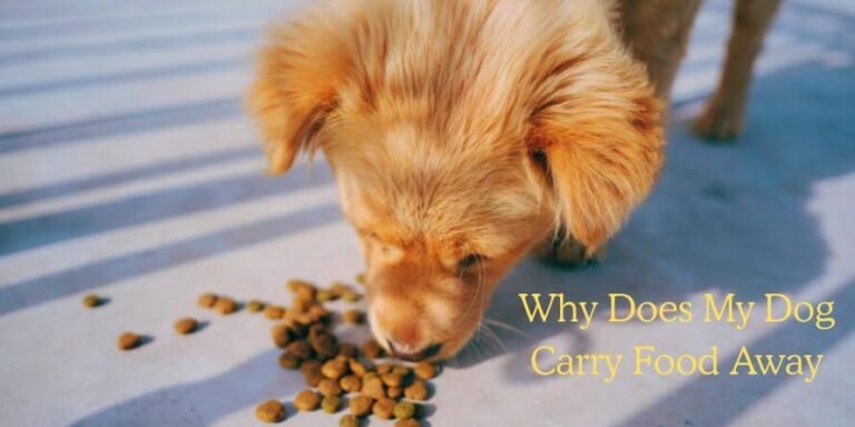 Why Does My Dog Carry Food Away