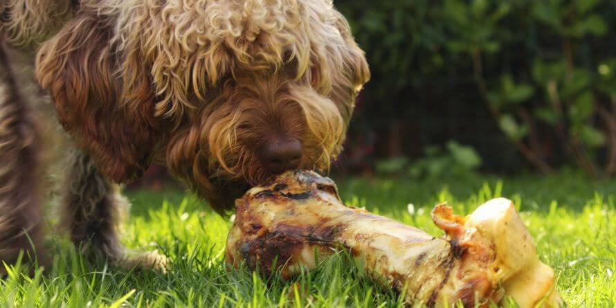 Why My Dog Carry Food Away