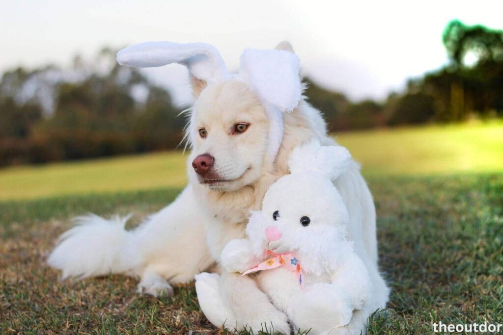 best dog costumes