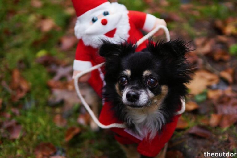 best dog owner costumes