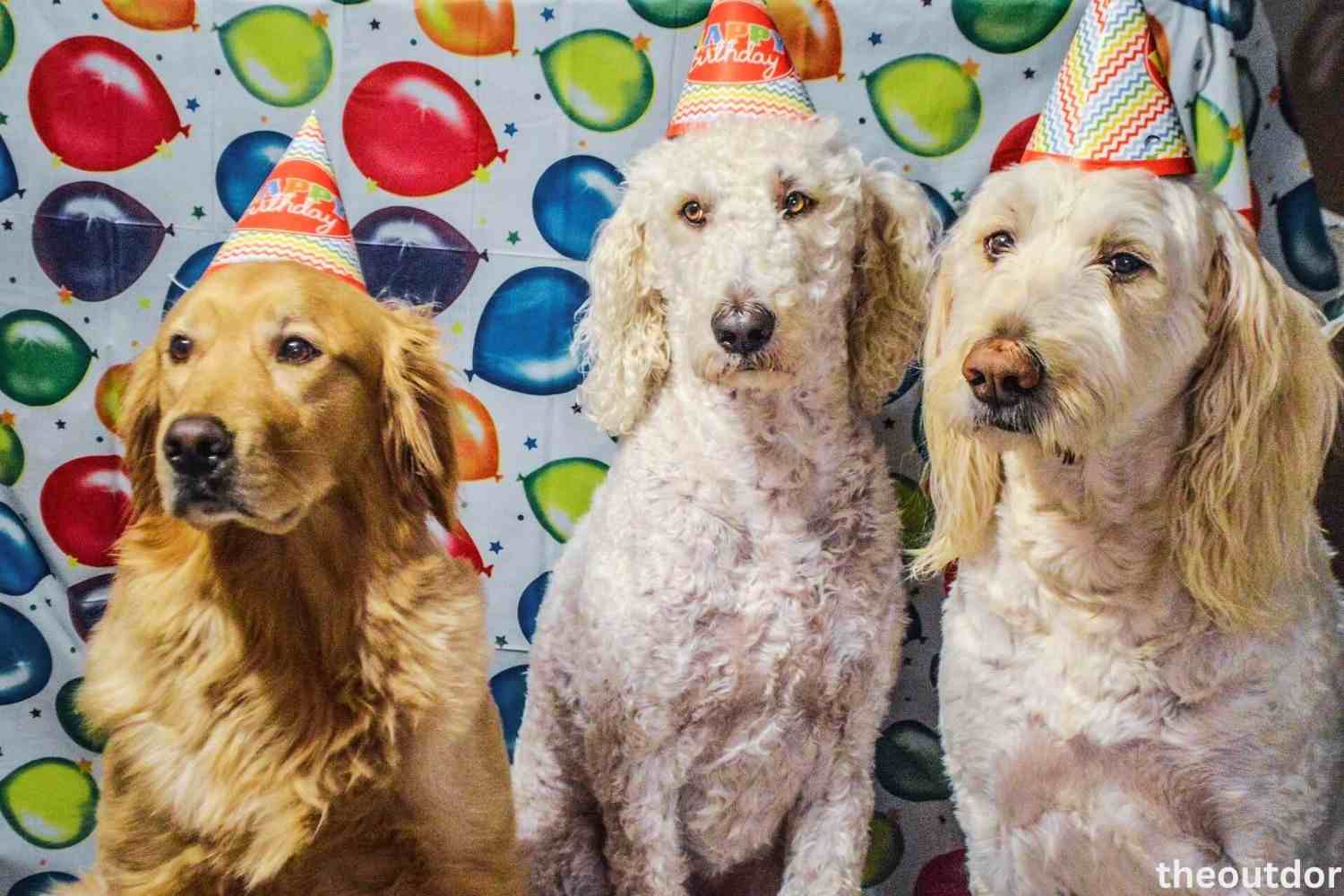 three dogs costumes
