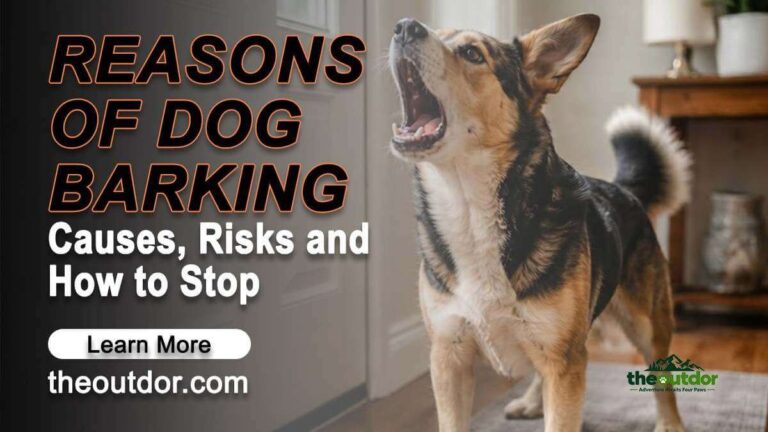 How Long Can a Dog Barking