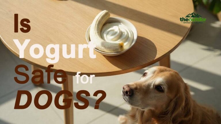 Is yogurt saafe for dogs