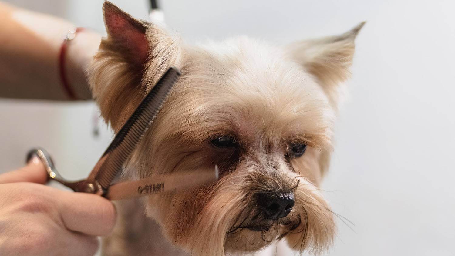 dog grooming guidelines