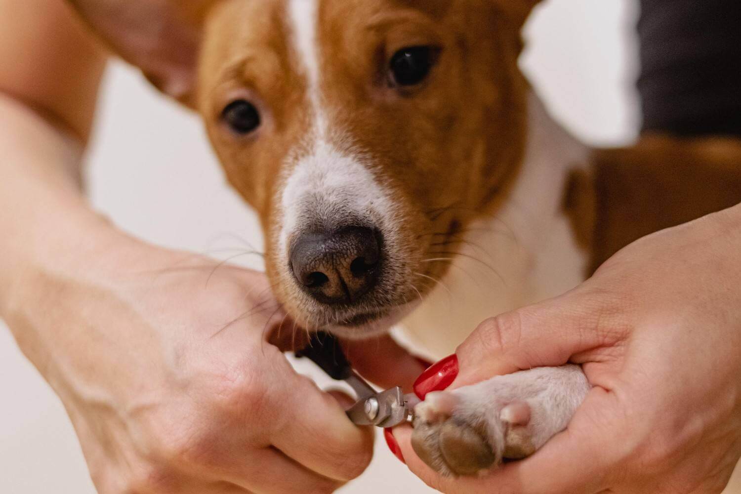 dog grooming for owners