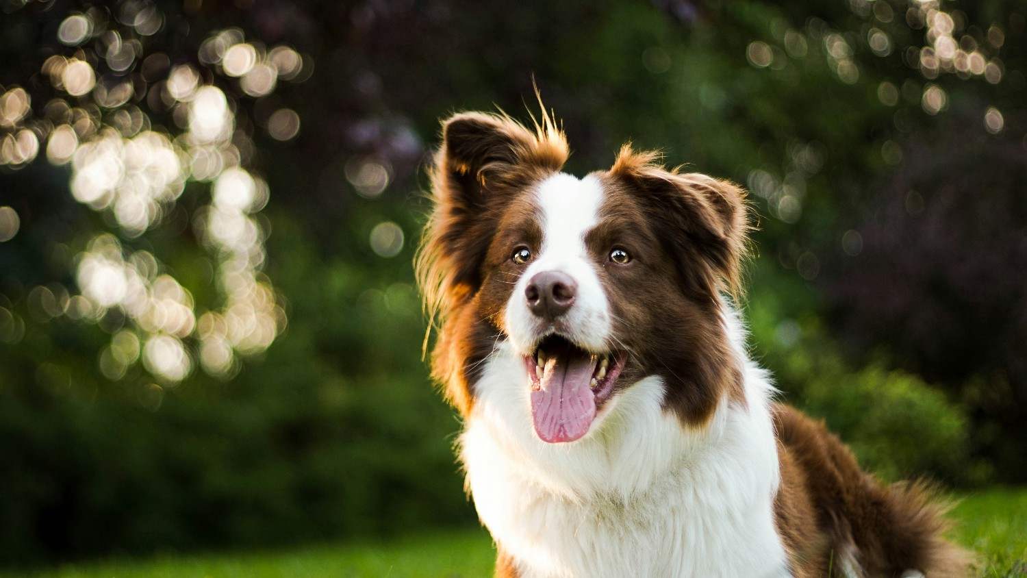 gentle dog breeds that dont shed