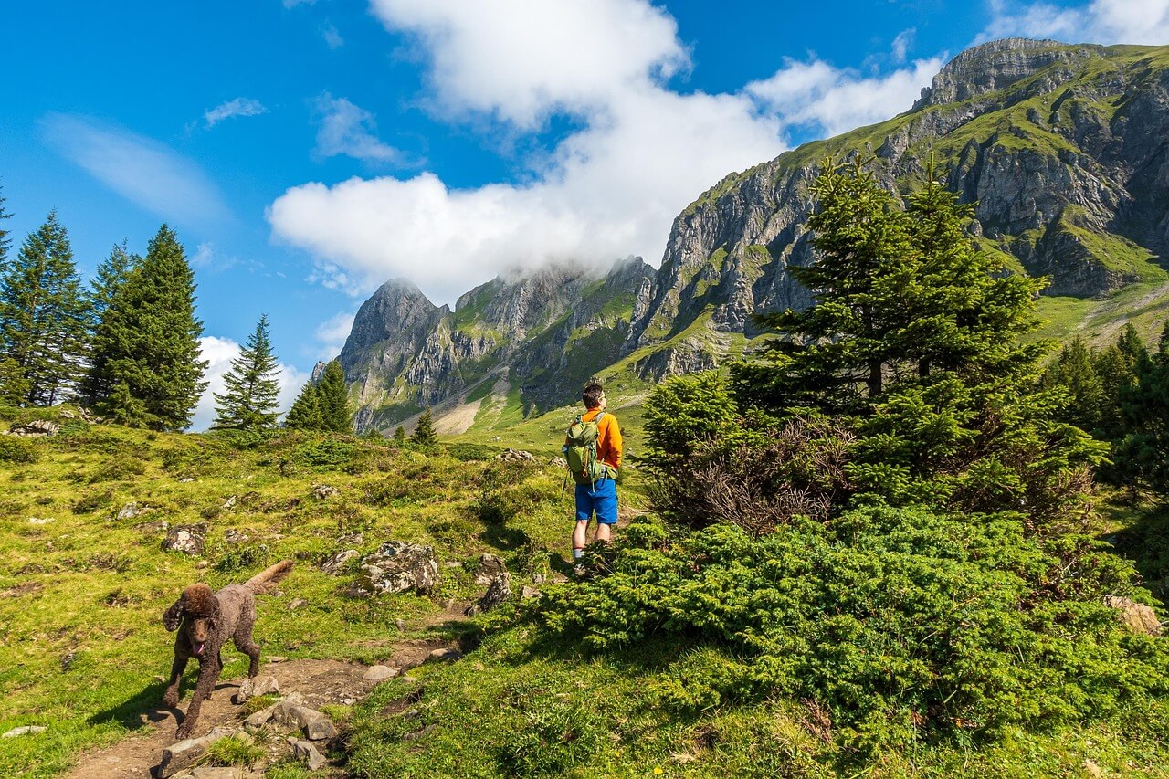 dog with adventure