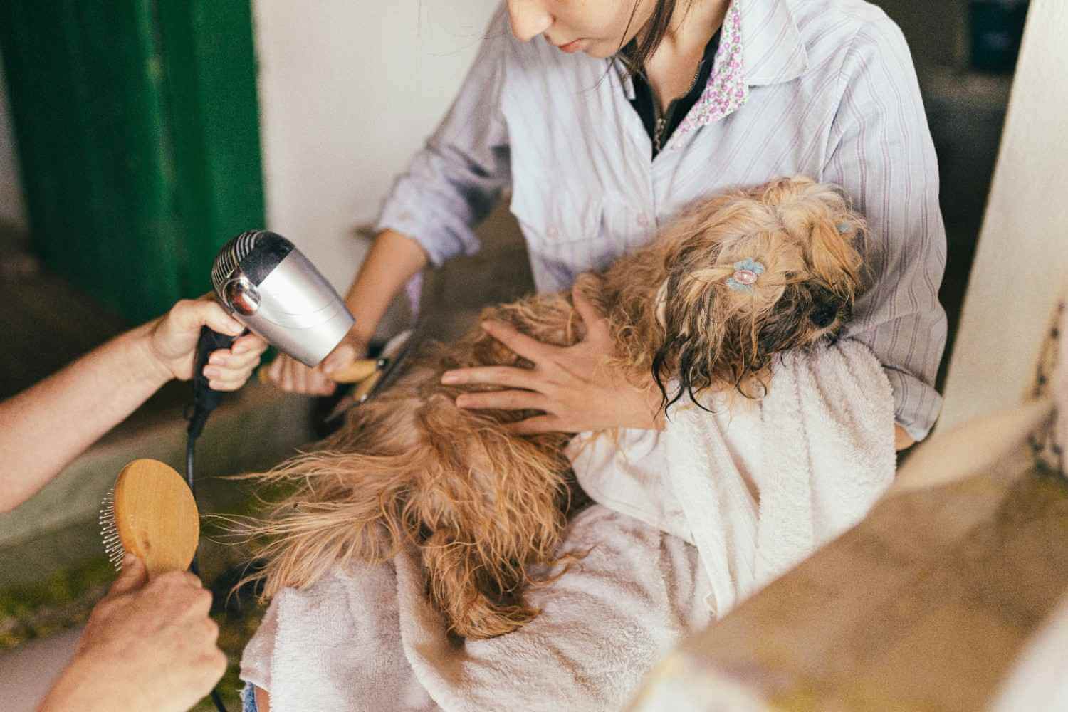 what does a dog groom include