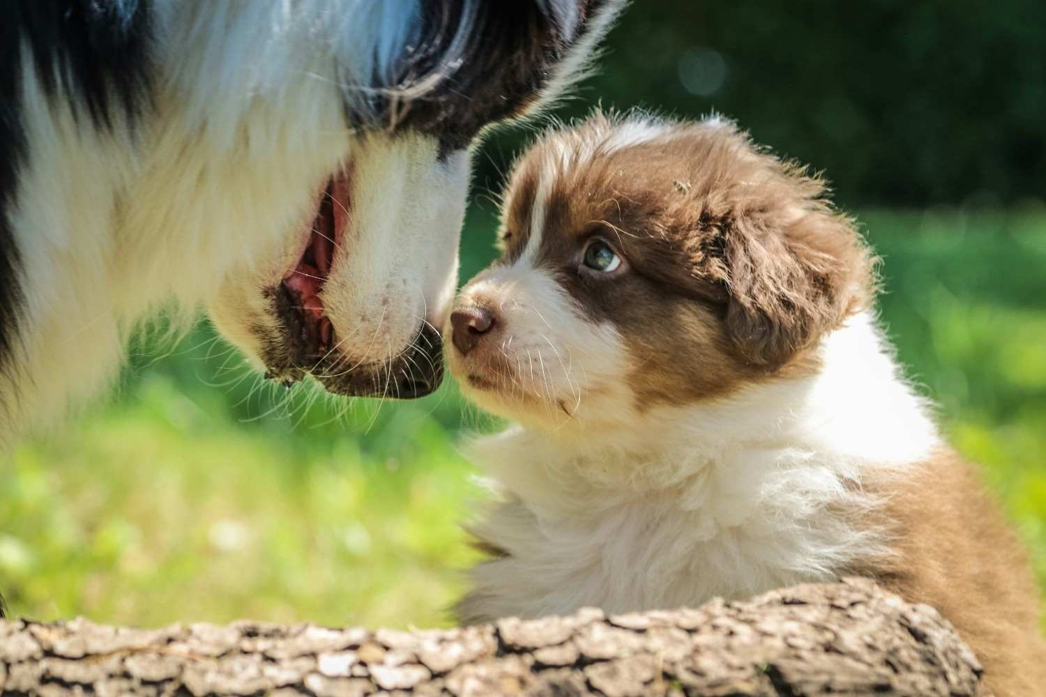 most gentle small dog breeds