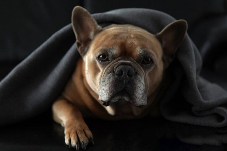 Can Puppies See in the Dark