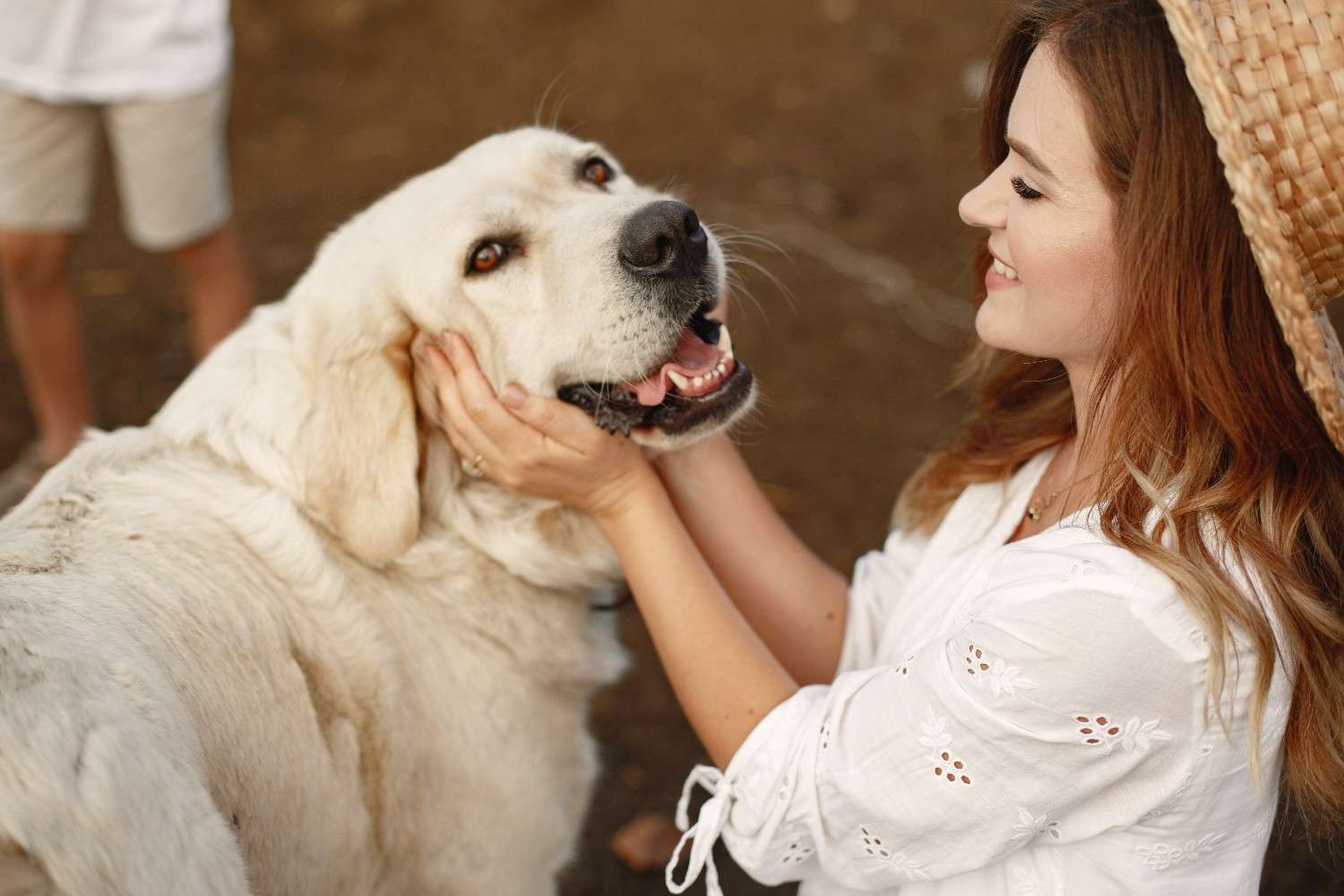 what is the most gentle dog breed