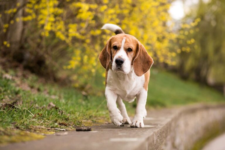 list of fastest dog breeds
