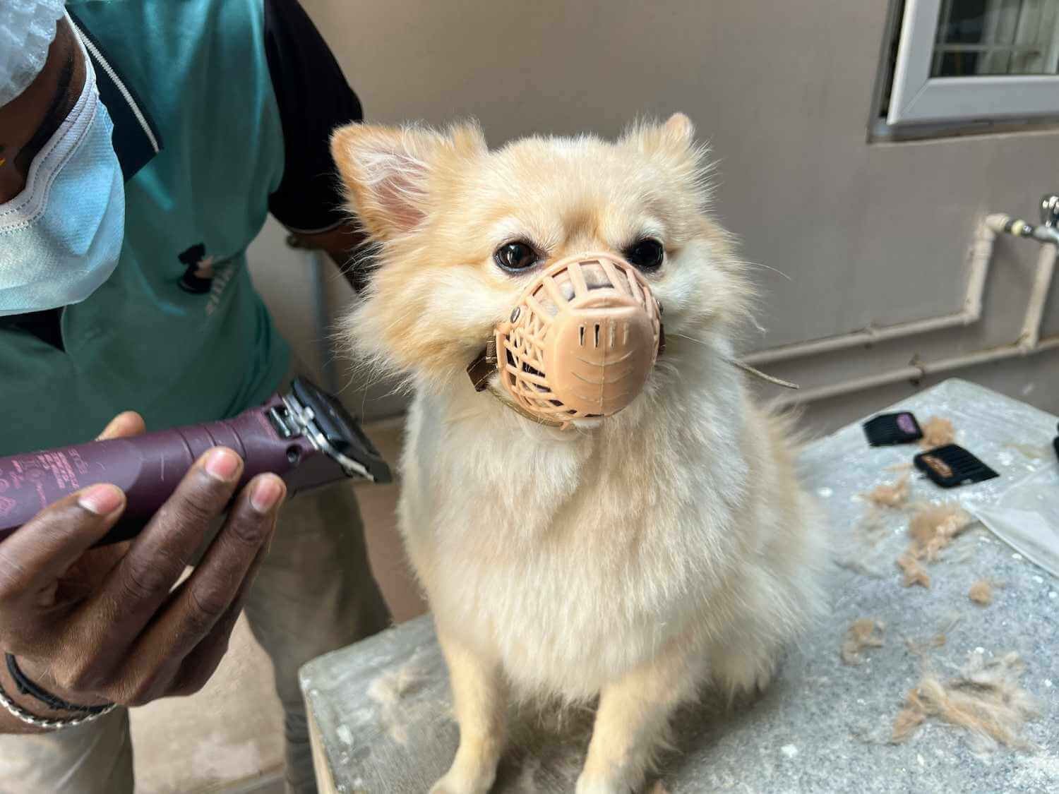 grooming requirements for dogs